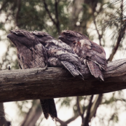 Tawny Frogmouth - Mandala Bruny Island & Nature