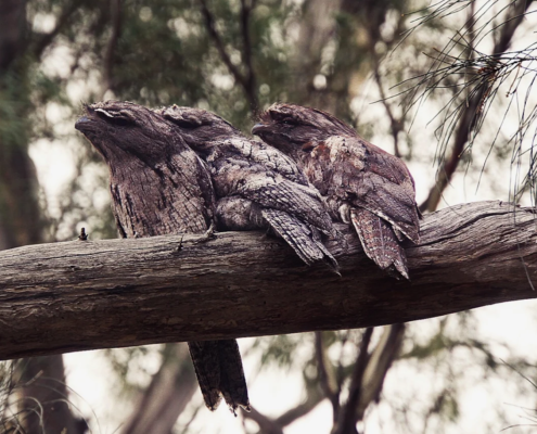 Tawny Frogmouth - Mandala Bruny Island & Nature