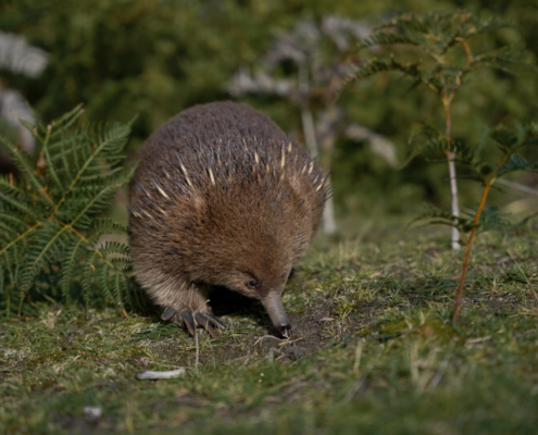 Echidna in the Wild - Mandala Bruny Island
