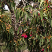 Native Flora - Mandala Bruny Island & Nature