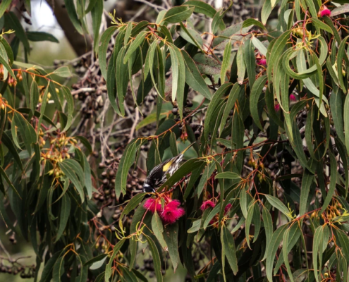 Native Flora - Mandala Bruny Island & Nature