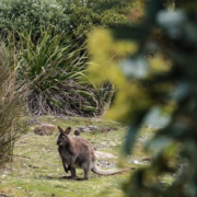 Wildlife Encounter - Mandala Bruny Island & Nature