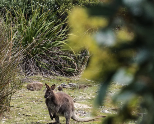 Wildlife Encounter - Mandala Bruny Island & Nature