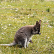 Mother and Joey - Mandala Bruny Island & Nature