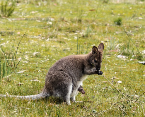 Mother and Joey - Mandala Bruny Island & Nature