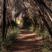 The Foreshore Track - Mandala Bruny Island & Nature