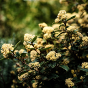 Golden Wattles - Mandala Bruny Island & Nature