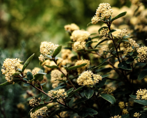 Golden Wattles - Mandala Bruny Island & Nature