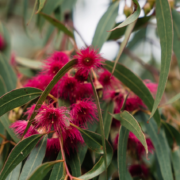 Eucalyptus Tree - Mandala Bruny Island & Nature