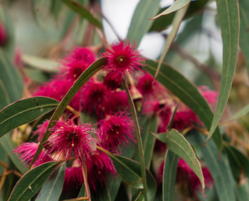 Eucalyptus Tree - Mandala Bruny Island & Nature